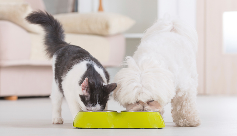 Hond en kat eten samen uit voerbak