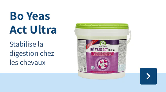 Audevard Bo Yeas Act Ultra