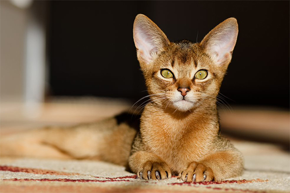 Abyssinian