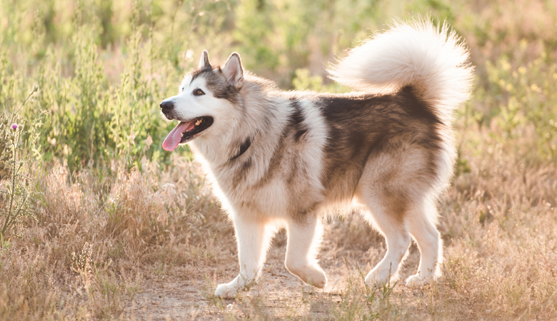 Alaska Malamute in het gras