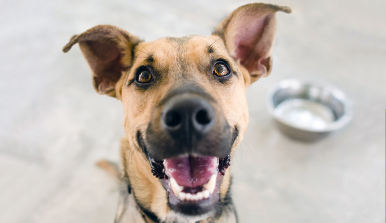 Hond in afwachting van lekkers