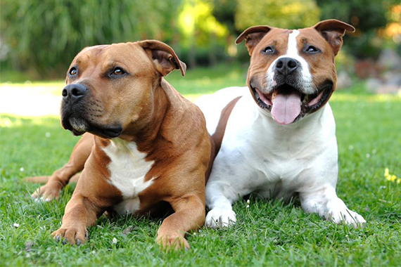 American Staffordshire terrier