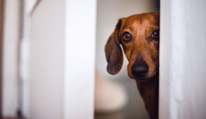 Hond kijkt bang door geopende deur