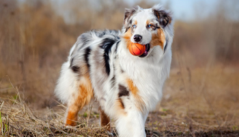 Australian Shepherd