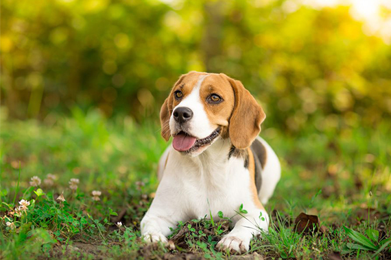 Beagle Thermometer