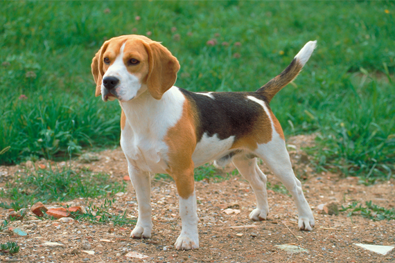 Beagle