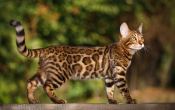 chat bengal