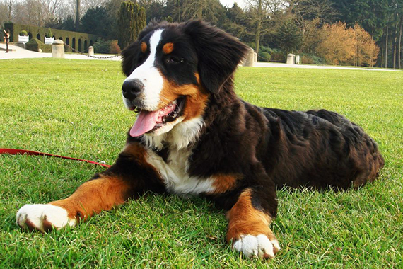 bernese mountain dog