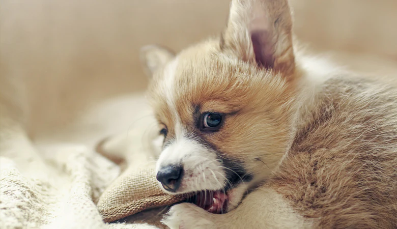 puppy alone