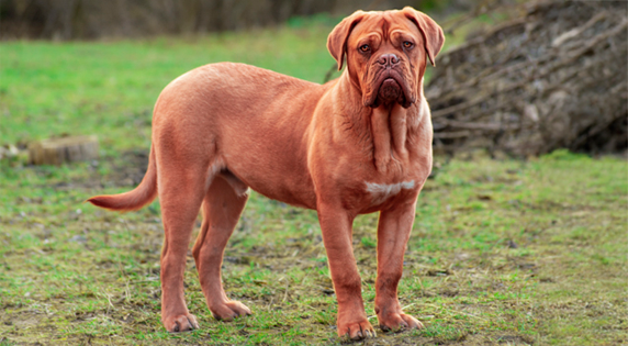 Bordeauxdog staand op het gras