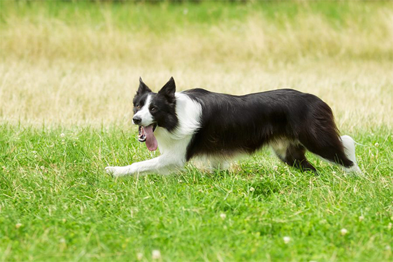 Border-Collie