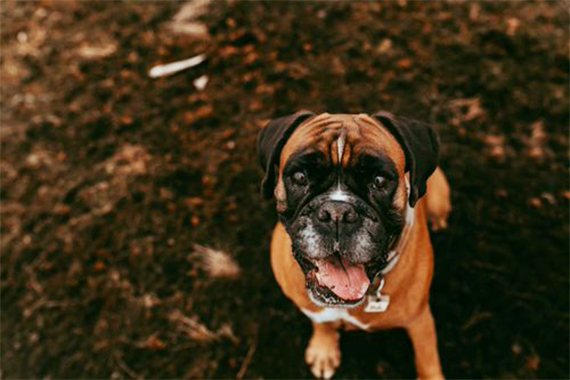 Boxer Dog