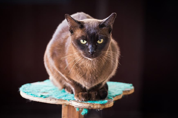 Burmese américain et Burmese anglais