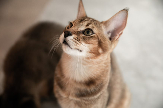 Chausie kijkt omhoog