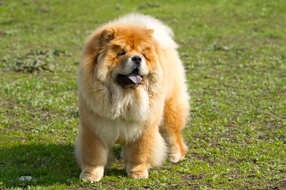 Chow chow best sale chow dog