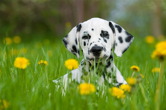 Dalmatien