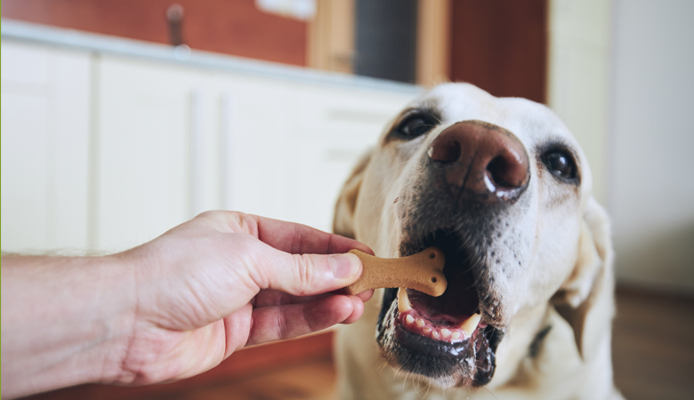 Hond eet snack