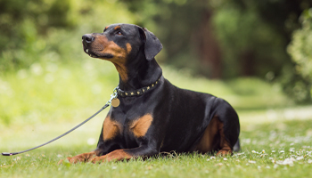 Dobermann