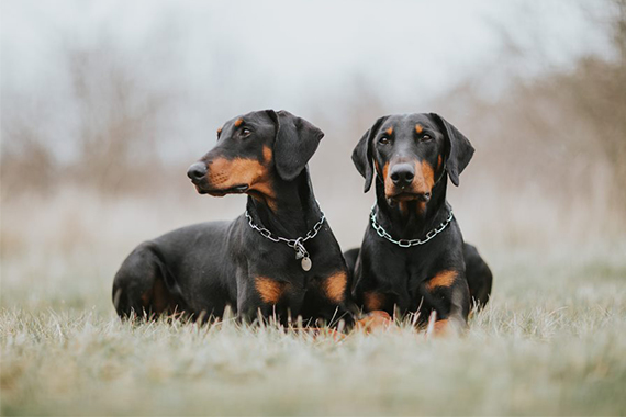 Royal canin dog outlet food for doberman pinscher