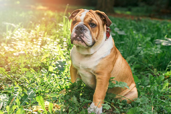 English store bulldog hypoallergenic