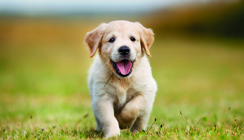 Golden retriever rent door het gras