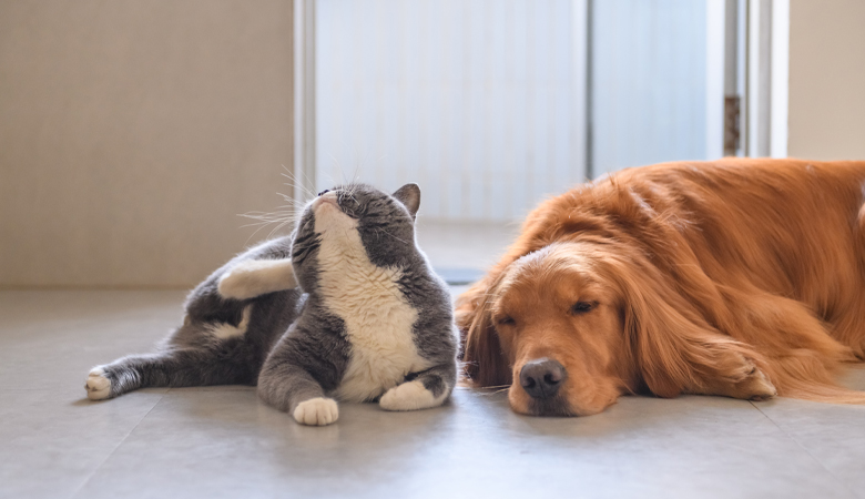 Dog and cat lying down