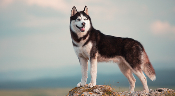 Siberian Husky