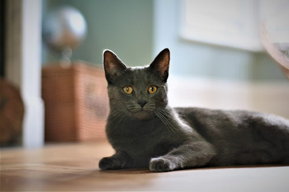 Korat Tout Savoir Sur Les Chats Korat Medpets Fr Medpets Fr