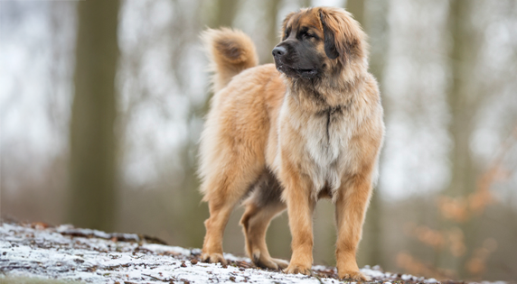 Leonberger staand in het gras