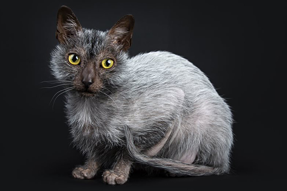 Lykoi kat in het donker