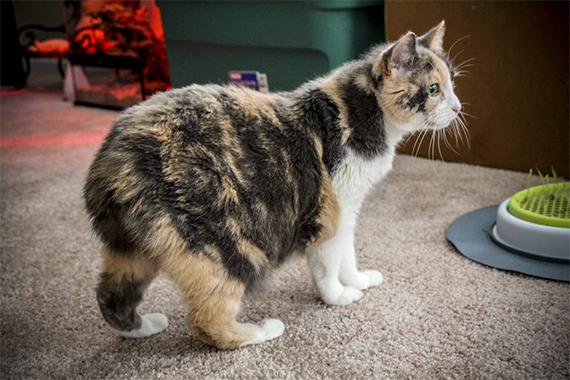 The manx is a breed hot sale of cat with no tail