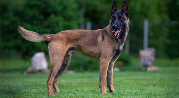 Malinois 