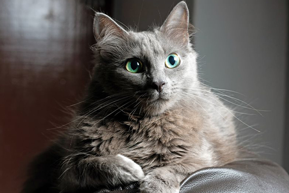 nebelung