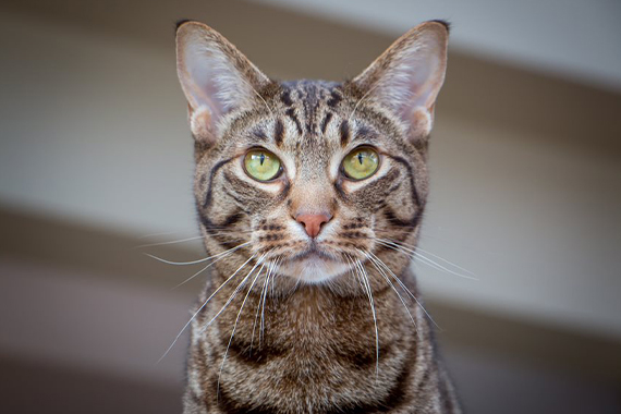 Kattenras Ocicat