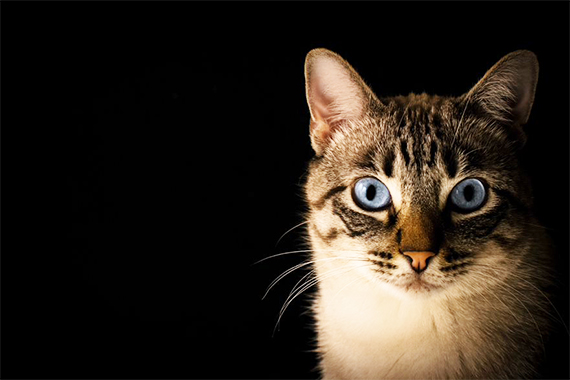 Kat met blauwe ogen in het donker