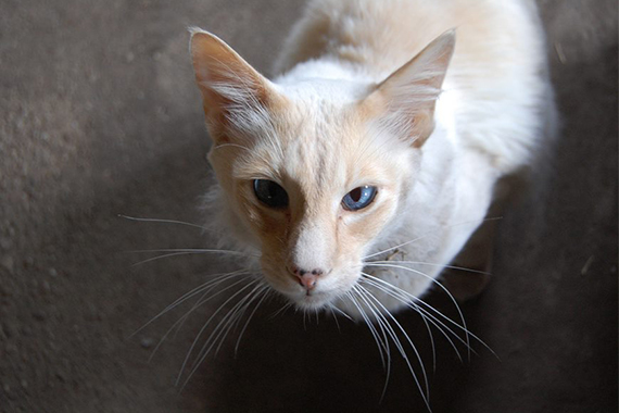 Orientalische Langhaarkatze