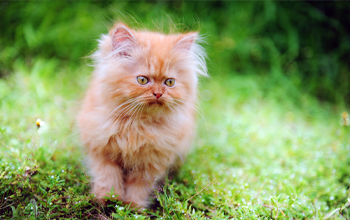 persian longhair