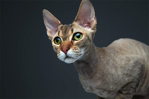 Peterbald