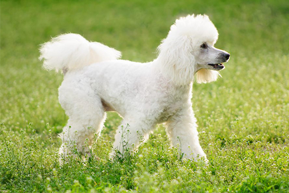 poodle walks on grass