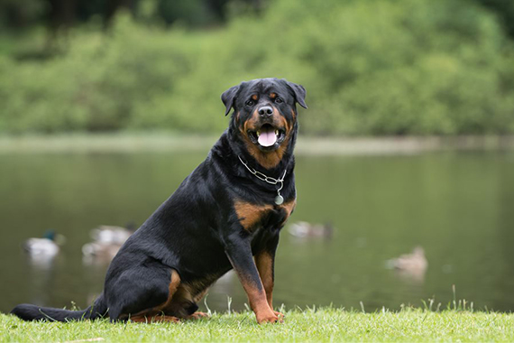 Rottweiler | Like to know everything about this dog breed