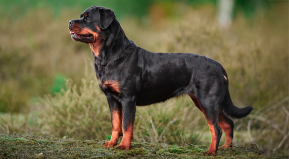 Rottweiler