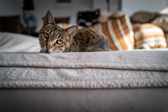 Savannah liegt auf einem Sofa