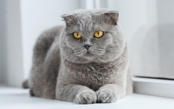 Scottish Fold