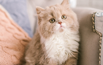 Kattenras Selkirk Rex