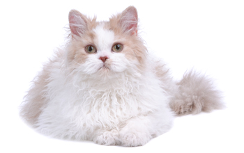 Selkirk rex