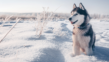 Siberian Husky