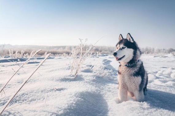 husky