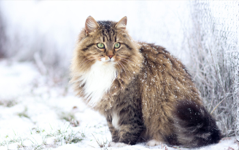 Siberische Kat