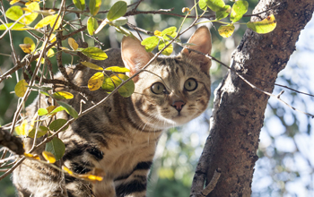 Kattenras Sokoke