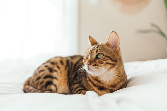 Toyger Tout Savoir Sur Les Chats Toyger Medpets Fr Medpets Fr